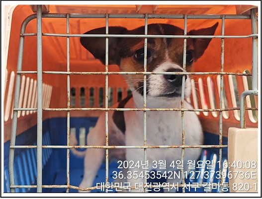 종료(반환) 믹스견…